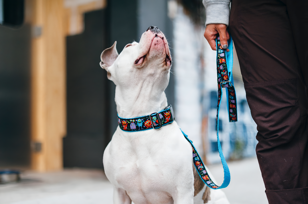 The Importance of Quality Pet Leashes